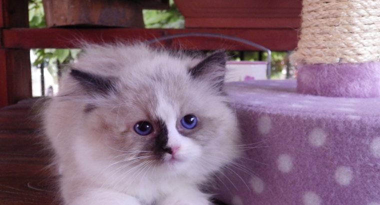 „Voyage” Ragdoll girl! 🥰🥰🥰❤️