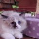 „Voyage” Ragdoll girl! 🥰🥰🥰❤️