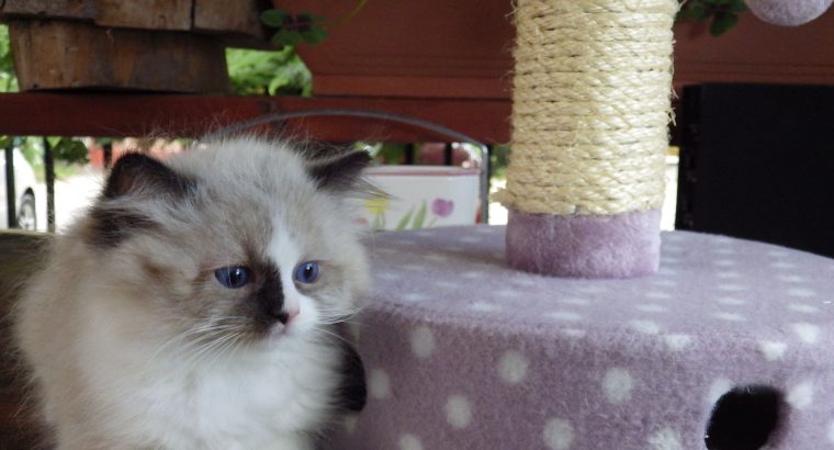 „Voyage” Ragdoll girl! 🥰🥰🥰❤️