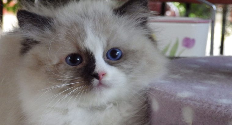 „Voyage” Ragdoll girl! 🥰🥰🥰❤️