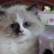 „Voyage” Ragdoll girl! 🥰🥰🥰❤️