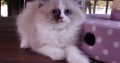 „Voyage” Ragdoll girl! 🥰🥰🥰❤️