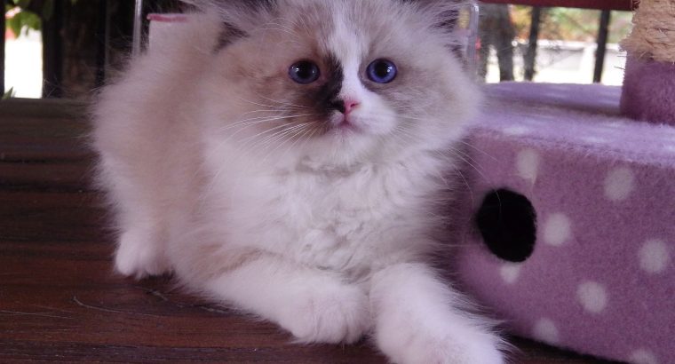 „Voyage” Ragdoll girl! 🥰🥰🥰❤️
