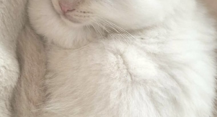 Ragdoll kisfiú cica