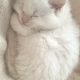 Ragdoll kisfiú cica