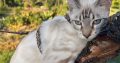 Snow lynx kislány