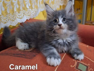 Bluecatsroyal Caramel