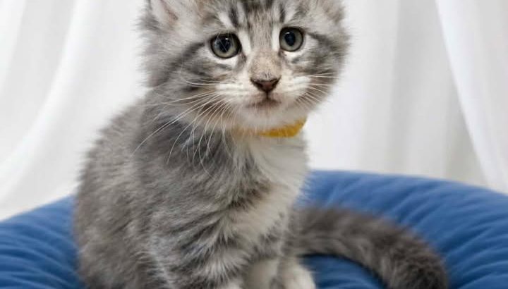 Bluecatsroyal Cleopatra