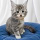 Bluecatsroyal Cleopatra