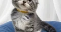 Bluecatsroyal Cleopatra