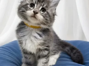Bluecatsroyal Cleopatra