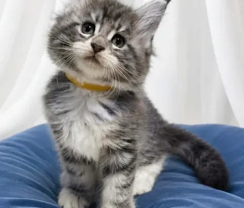 Bluecatsroyal Cleopatra