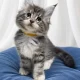 Bluecatsroyal Cleopatra