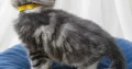 Bluecatsroyal Cleopatra