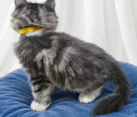 Bluecatsroyal Cleopatra