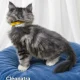 Bluecatsroyal Cleopatra