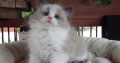 „Vicenze” Ragdoll girl!😍😍😍😇😇😇