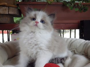 „Vicenze” Ragdoll girl!😍😍😍😇😇😇