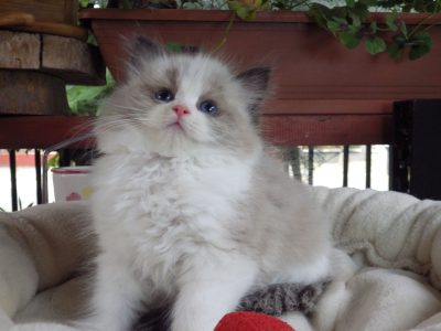 „Vicenze” Ragdoll girl!😍😍😍😇😇😇