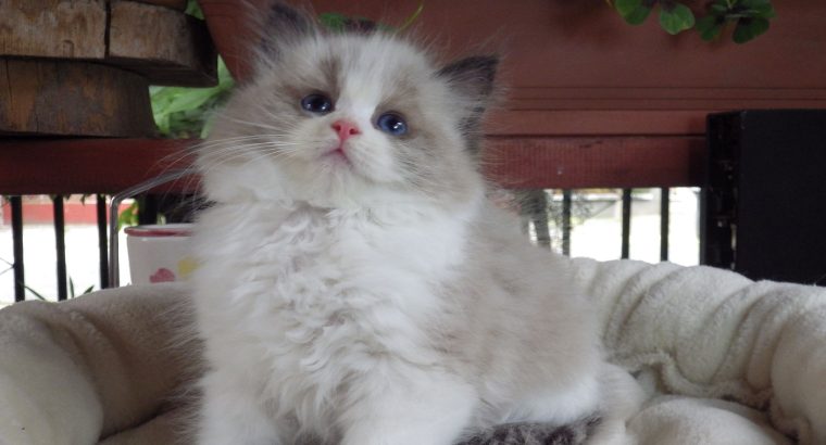 „Vicenze” Ragdoll girl!😍😍😍😇😇😇