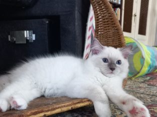 Monty