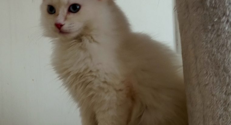 Krém kandúr baba