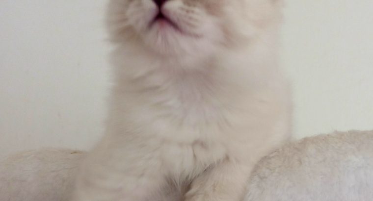 Baby Boy