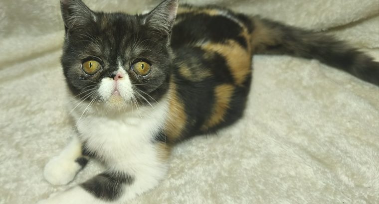 Különleges Exotic kislány❤️