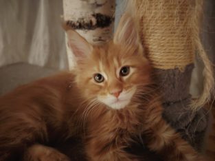 Maine Coon kandúr gazdit keres