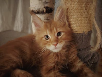 Maine Coon kandúr gazdit keres