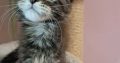 Maine Coon kislány gazdit keres
