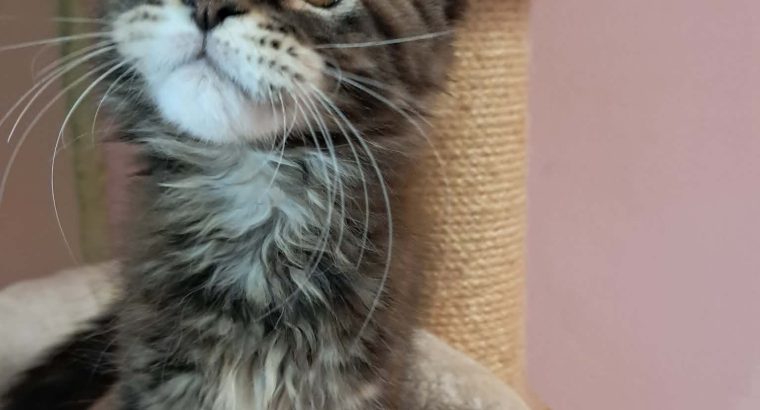 Maine Coon kislány gazdit keres