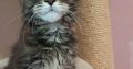 Maine Coon kislány gazdit keres