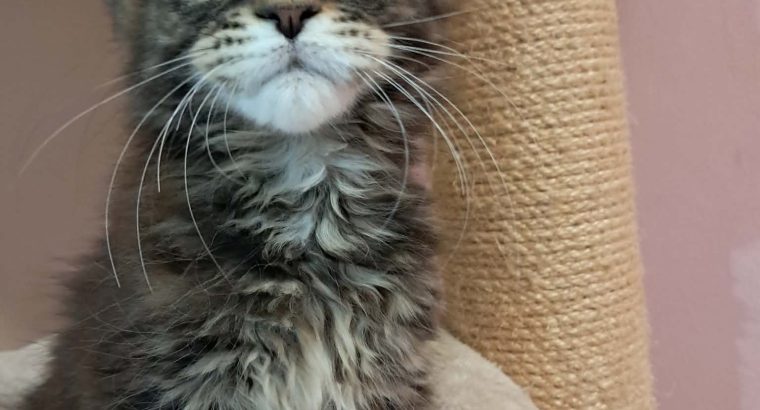 Maine Coon kislány gazdit keres