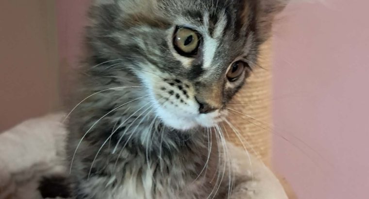Maine Coon kislány gazdit keres