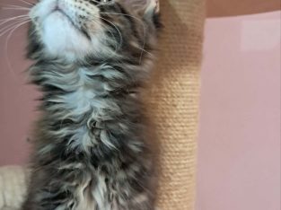 Maine Coon kislány gazdit keres