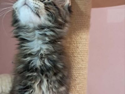 Maine Coon kislány gazdit keres