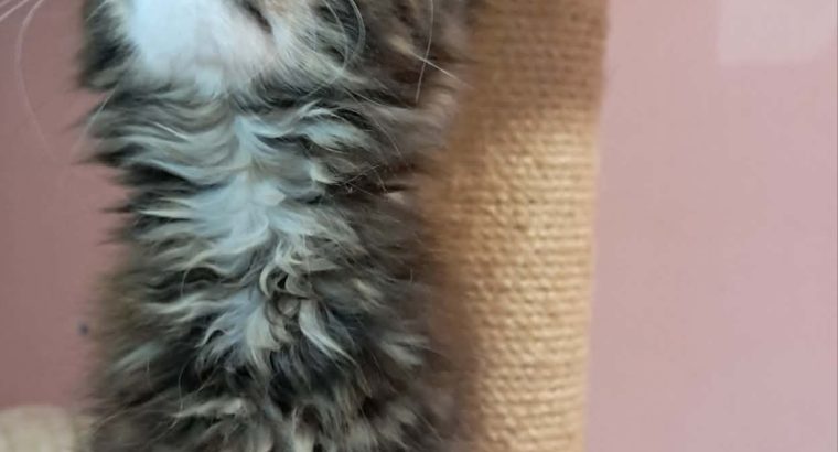 Maine Coon kislány gazdit keres