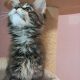 Maine Coon kislány gazdit keres