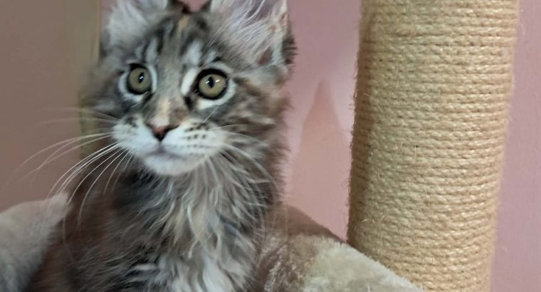 Maine Coon kislány gazdit keres
