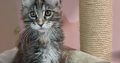 Maine Coon kislány gazdit keres
