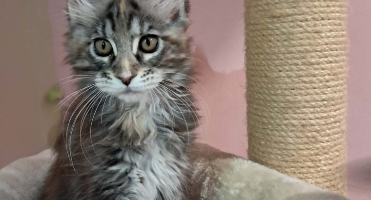 Maine Coon kislány gazdit keres