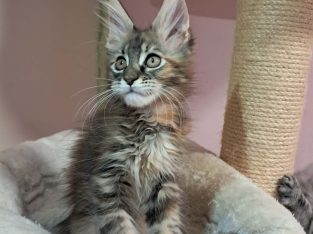 Maine Coon kislány gazdit keres