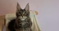 Maine Coon kislány gazdit keres