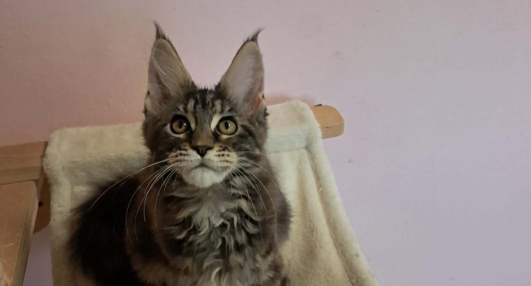 Maine Coon kislány gazdit keres