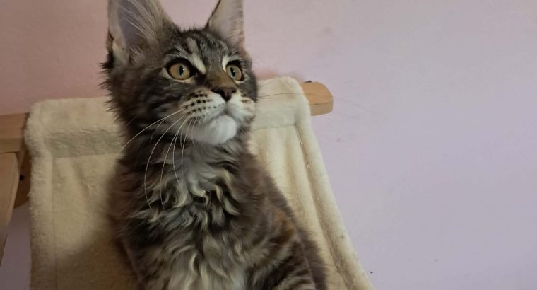 Maine Coon kislány gazdit keres
