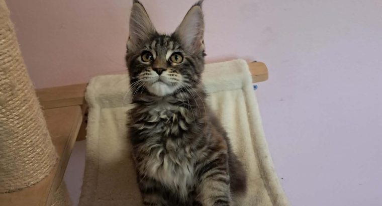 Maine Coon kislány gazdit keres