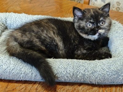 Brit rövidszőrű fekete tortie