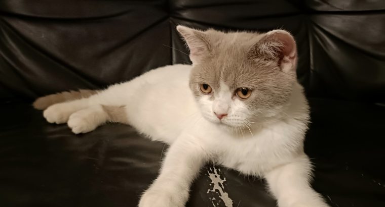 Skót álló fülű lila fehér kandúr