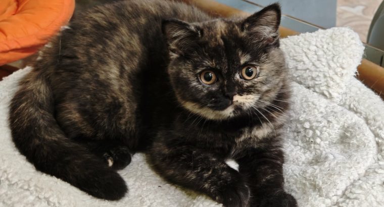 Brit rövidszőrű fekete tortie
